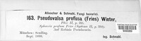 Pseudovalsa profusa image